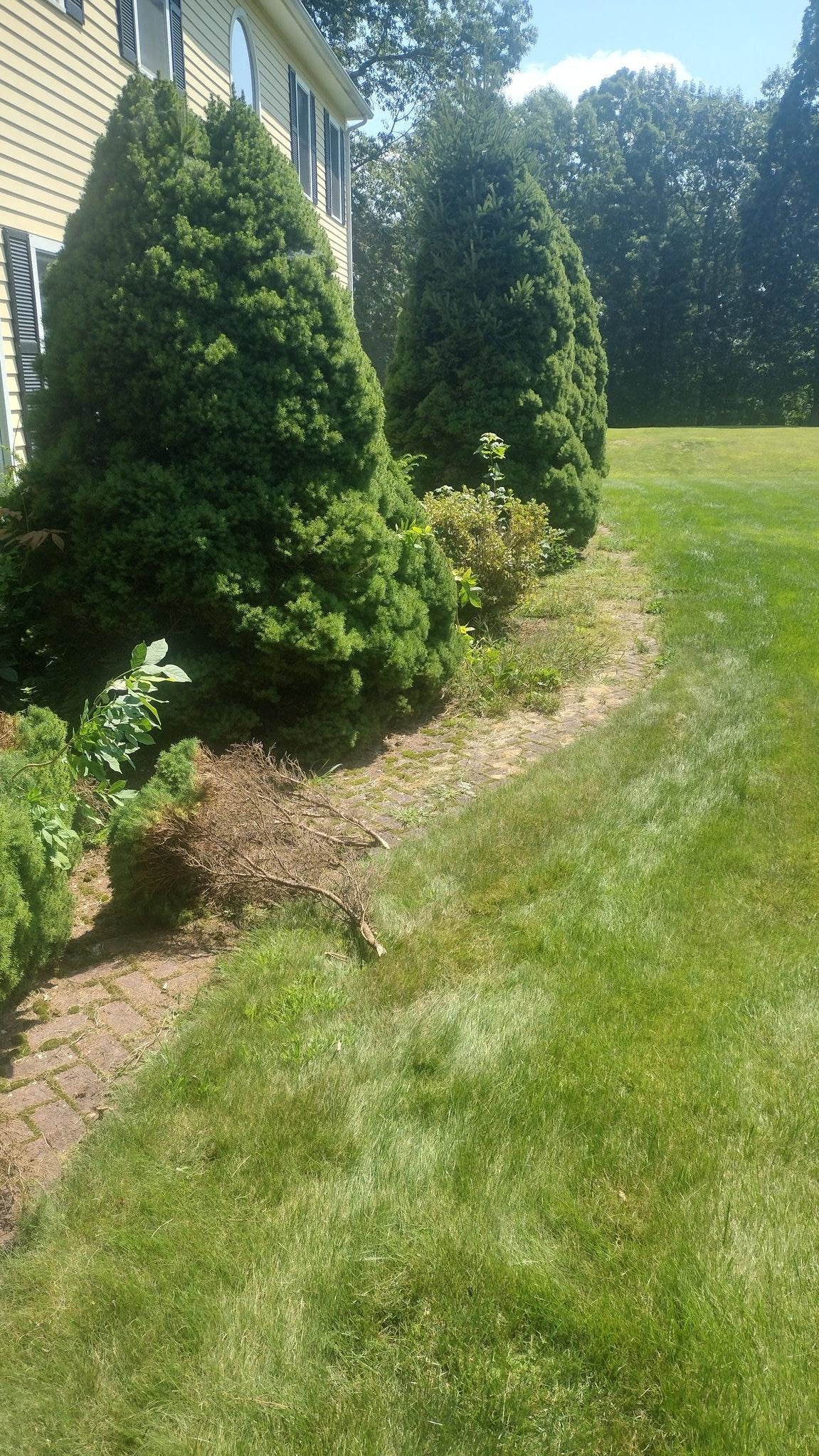 Residential landscape in Charlton, MA featuring a light-colored house, two large evergreen shrubs, a weathered brick walkway with weeds, and a well-maintained lawn under bright sunlight.